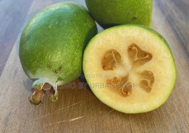 Pineapple Guava Seedlings - thumbnail 3