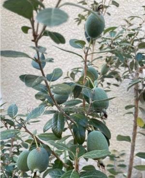 Pineapple Guava Seedlings - thumbnail 2