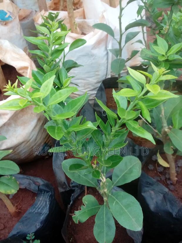 Finger Lime - main view