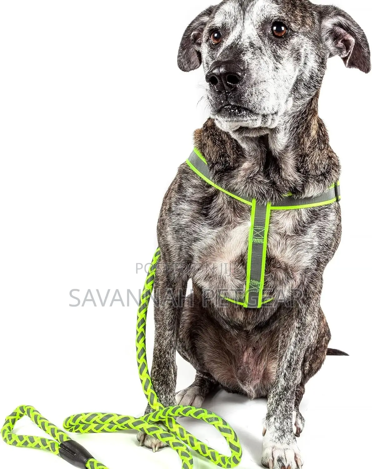 Reflective Stitched Adjustable 2-in-1 Leash and Harness