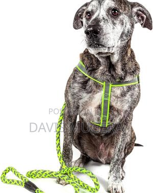 Reflective Stitched Adjustable 2-in-1 Leash and Harness - thumbnail 2