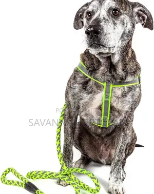 Reflective Stitched Adjustable 2-in-1 Leash and Harness