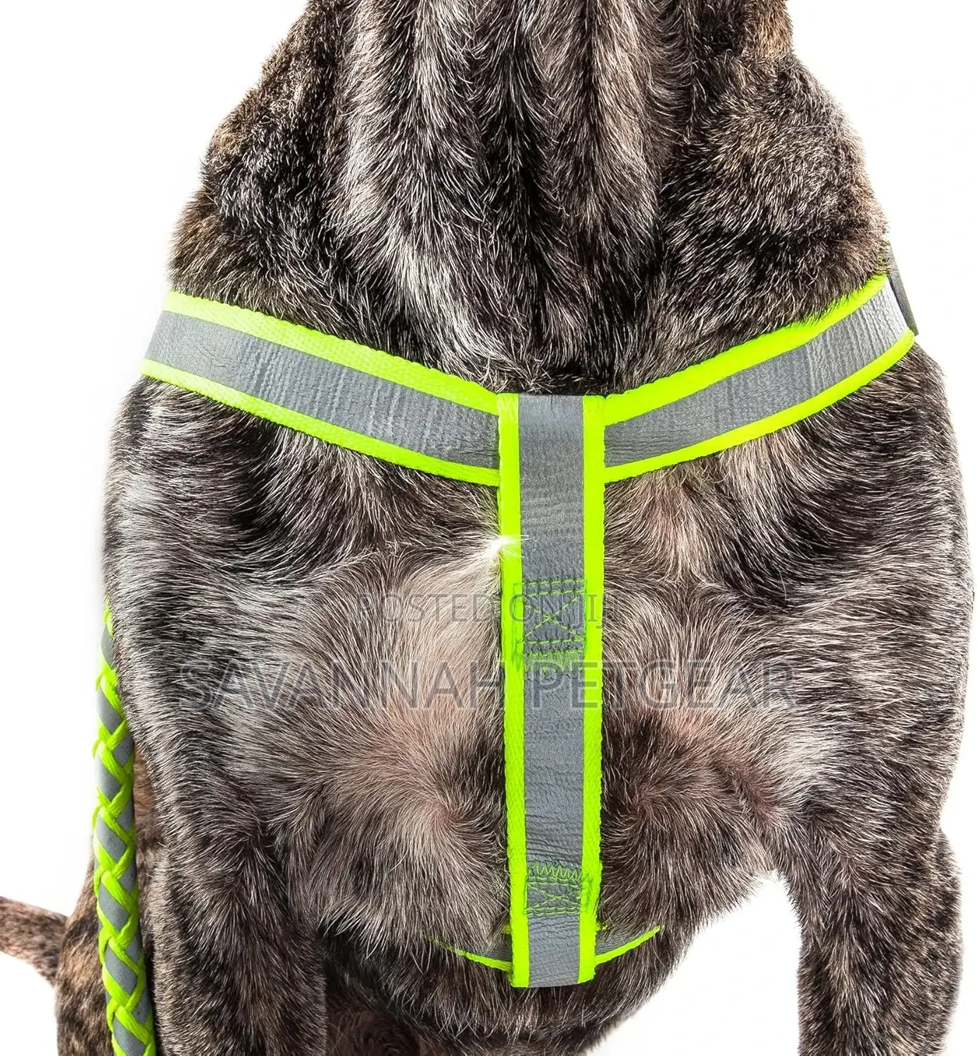 Reflective Stitched Adjustable 2-in-1 Leash and Harness