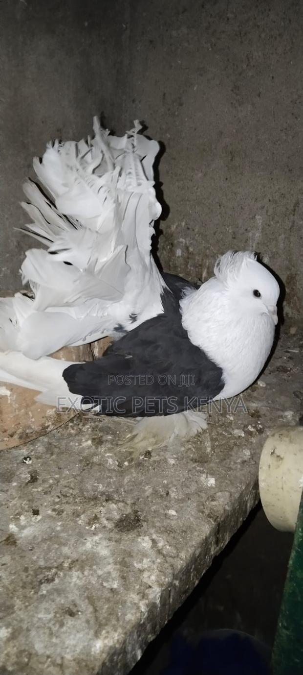 Saddle Fantails - thumbnail 3