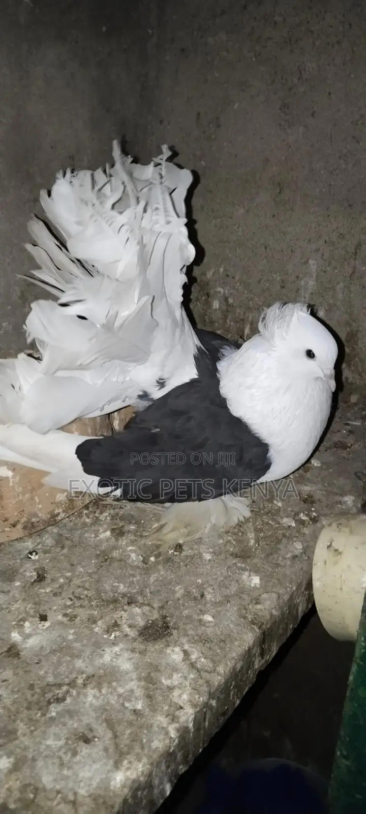 Saddle Fantails