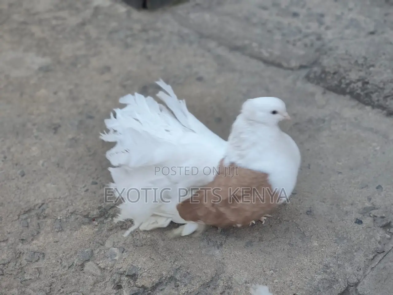 Saddle Fantails