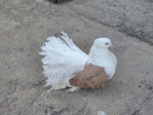 Saddle Fantails - thumbnail 2