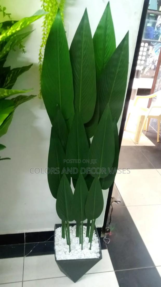 Fuller Banana Plant With Vase and Pebble Stones