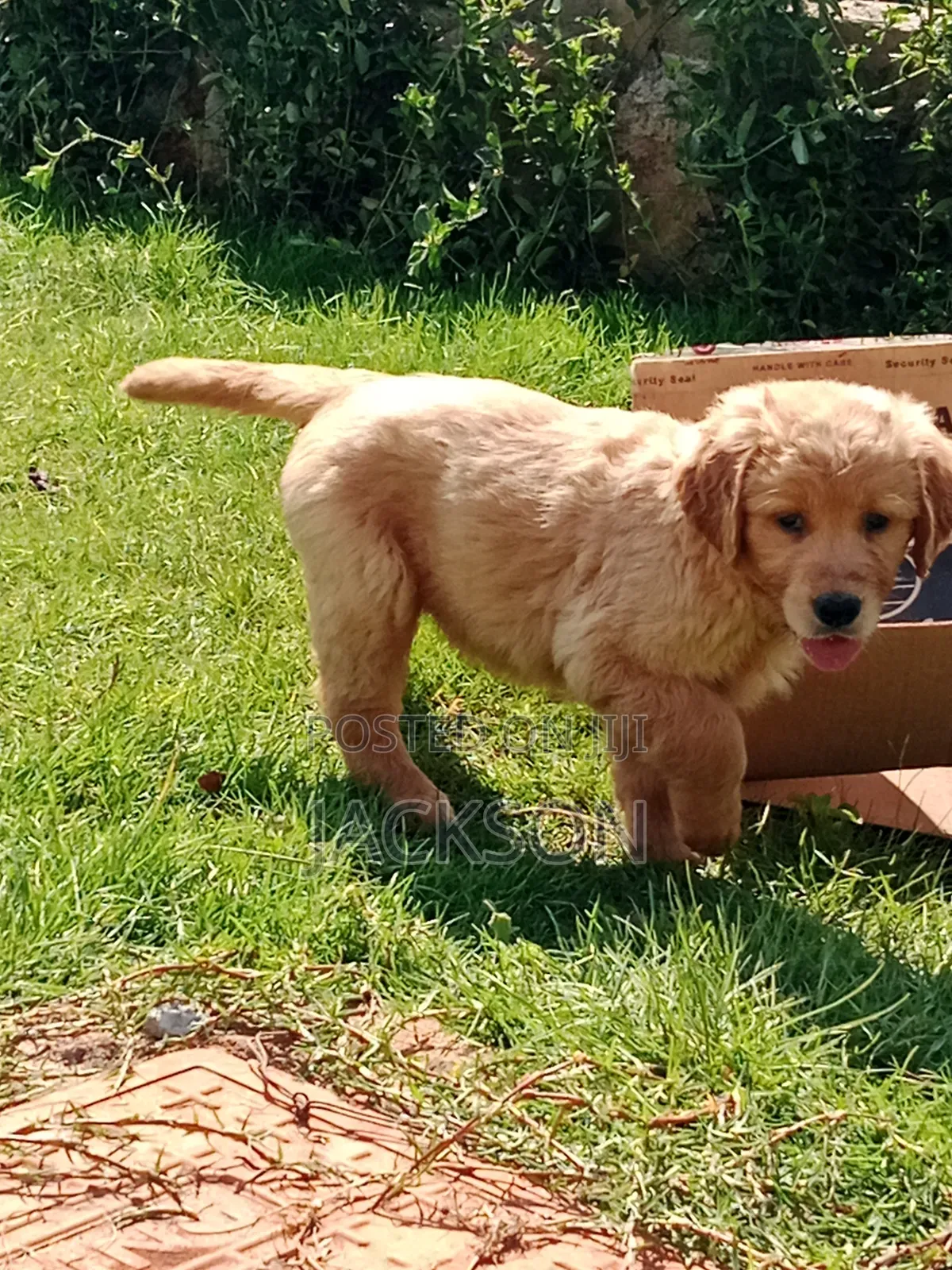 1-3 months Male Purebred golden retriever
