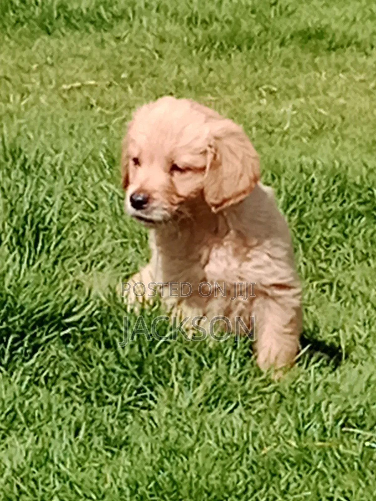 1-3 months Male Purebred golden retriever