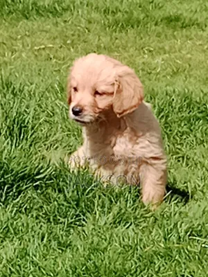 1-3 months Male Purebred golden retriever