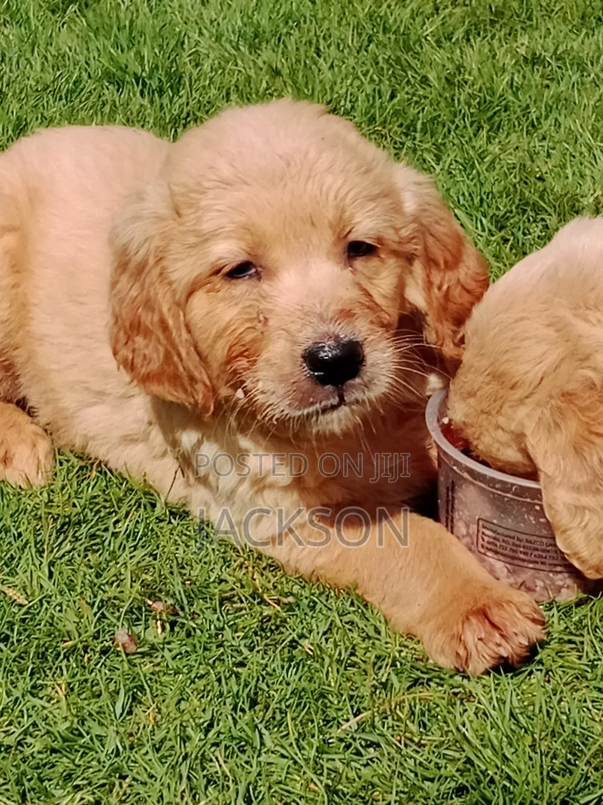 1-3 months Male Purebred golden retriever