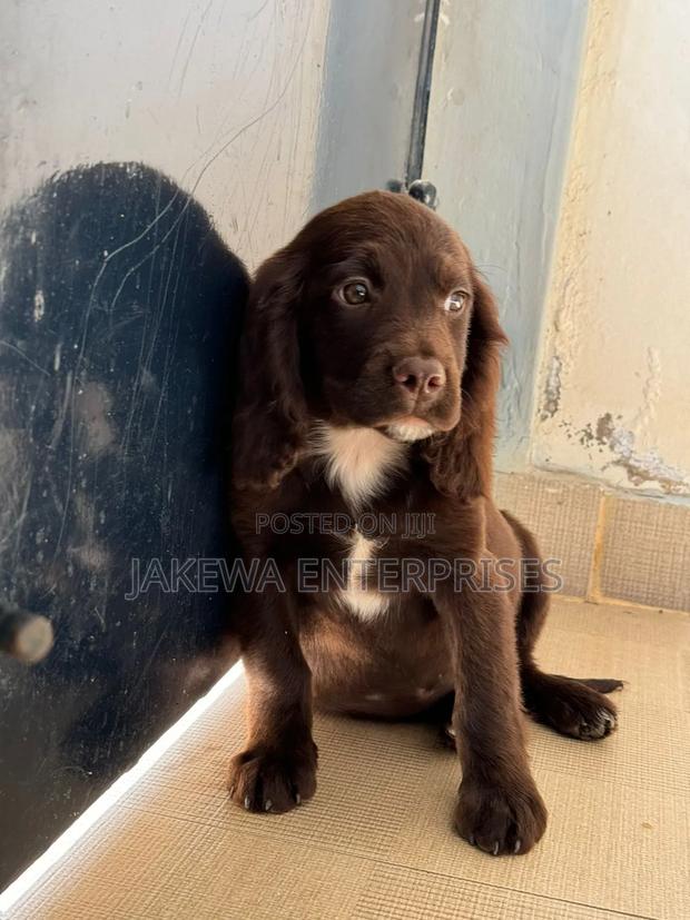 1-3 months Male Purebred English Cocker Spaniel - main view