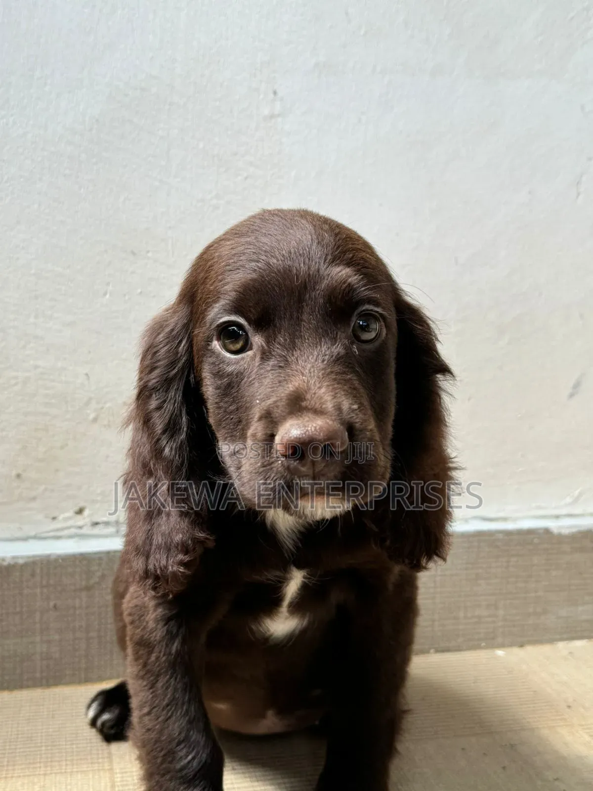1-3 months Female Purebred English Cocker Spaniel