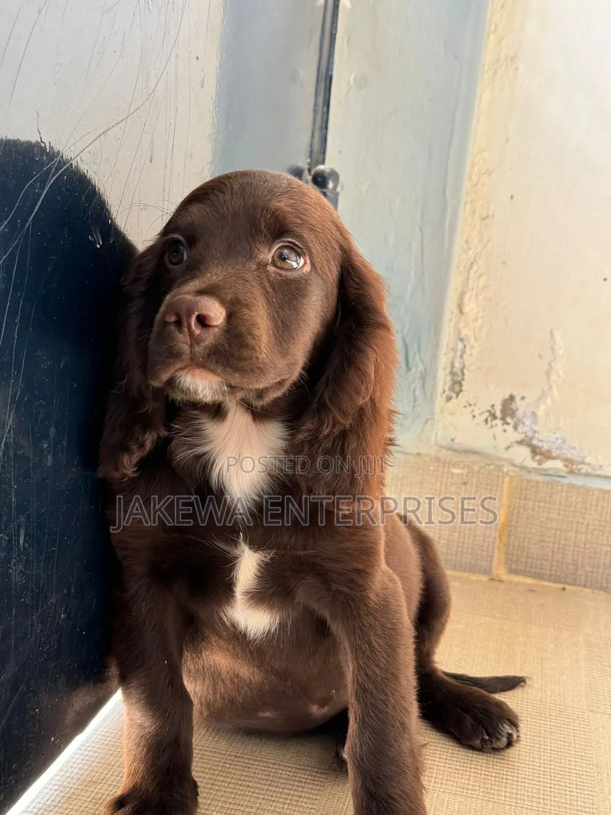 1-3 months Male Purebred English Cocker Spaniel