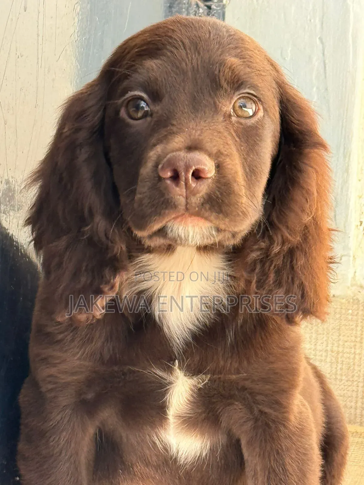 1-3 months Female Purebred English Cocker Spaniel