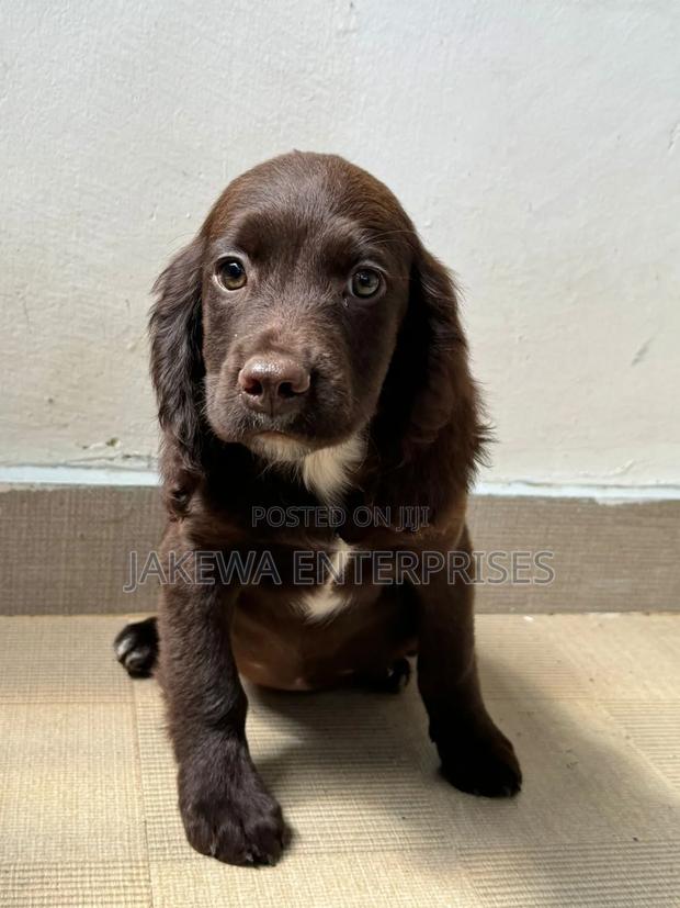 1-3 months Male Purebred English Cocker Spaniel - main view