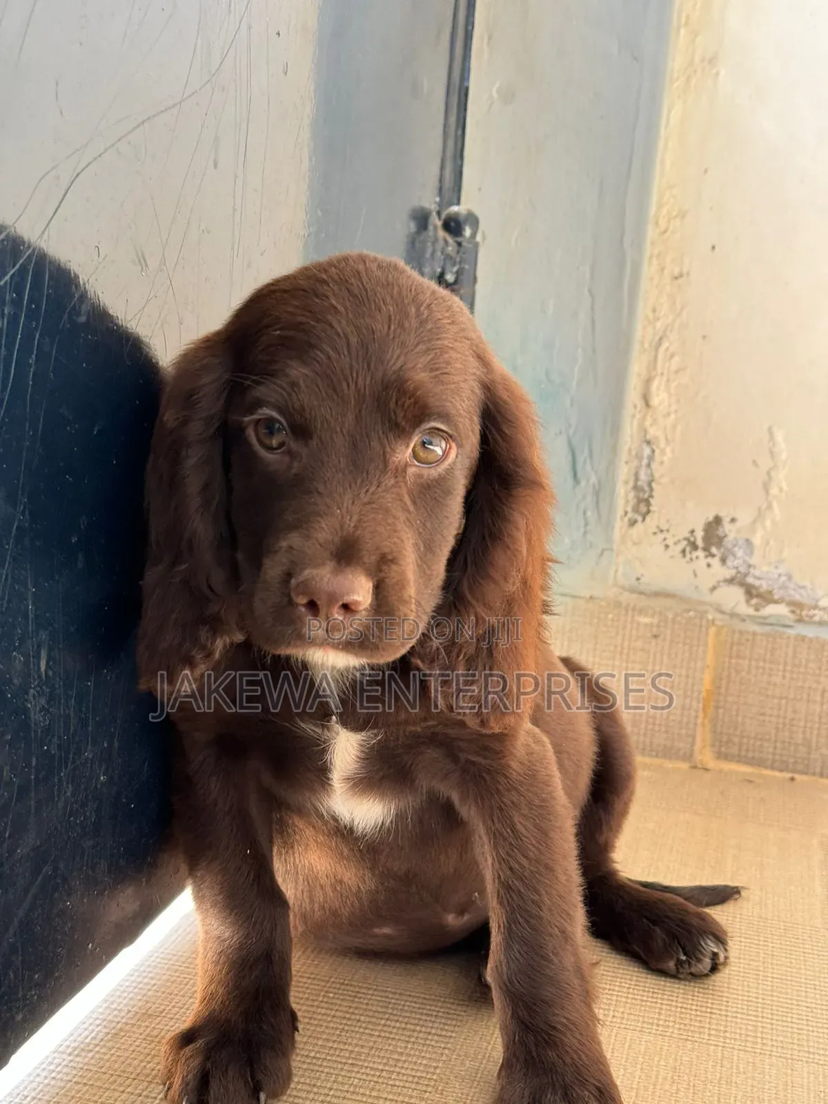 1-3 months Male Purebred English Cocker Spaniel