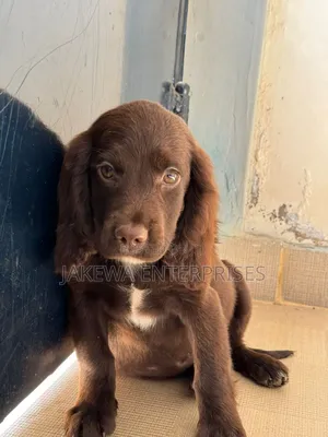 1-3 months Male Purebred English Cocker Spaniel