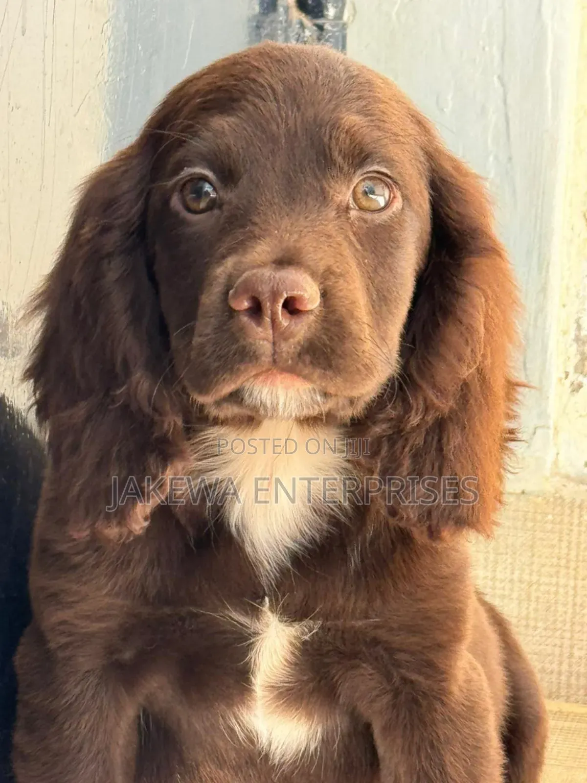 1-3 months Male Purebred English Cocker Spaniel