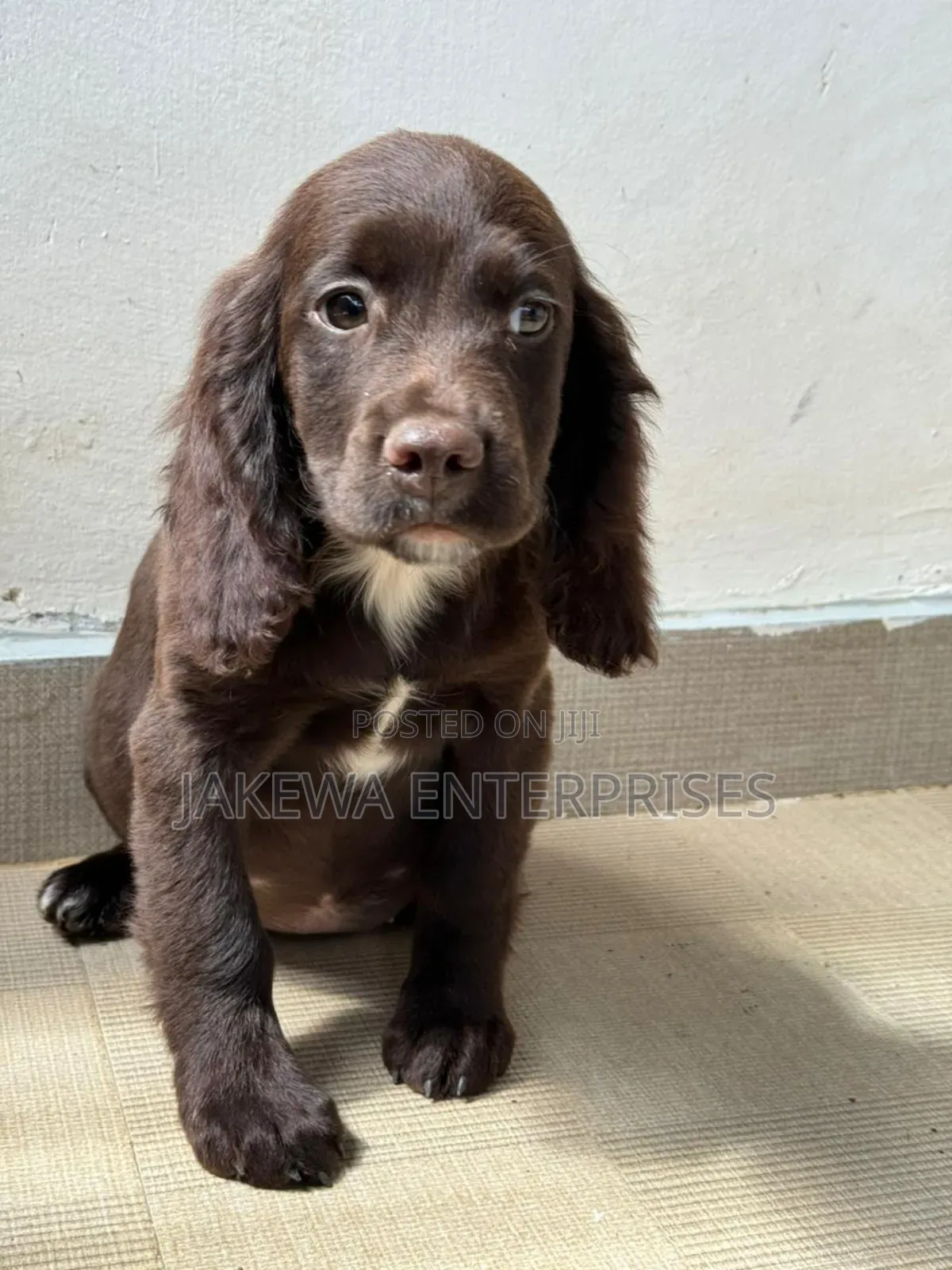 1-3 months Female Purebred English Cocker Spaniel