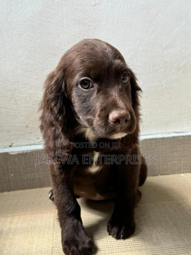 1-3 months Male Purebred English Cocker Spaniel - main view