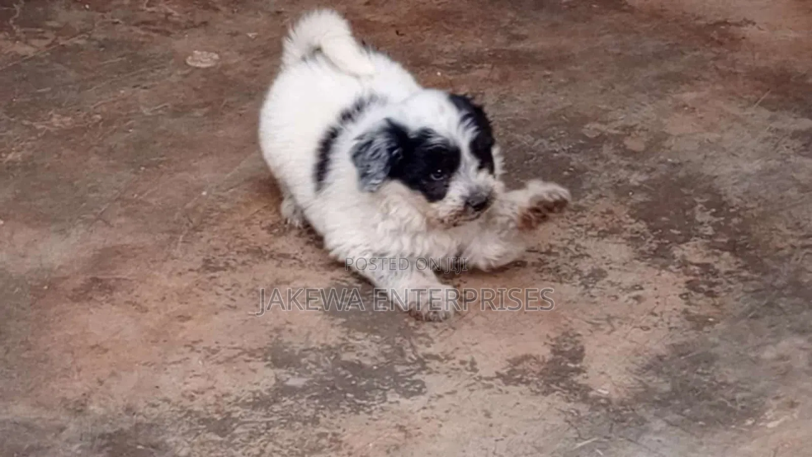1-3 months Male Purebred Havanese