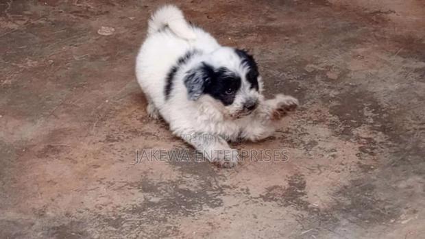 1-3 months Male Purebred Havanese