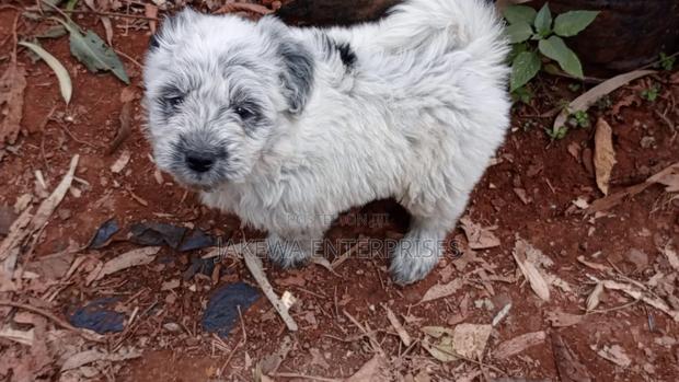 1-3 months Male Purebred Havanese - main view