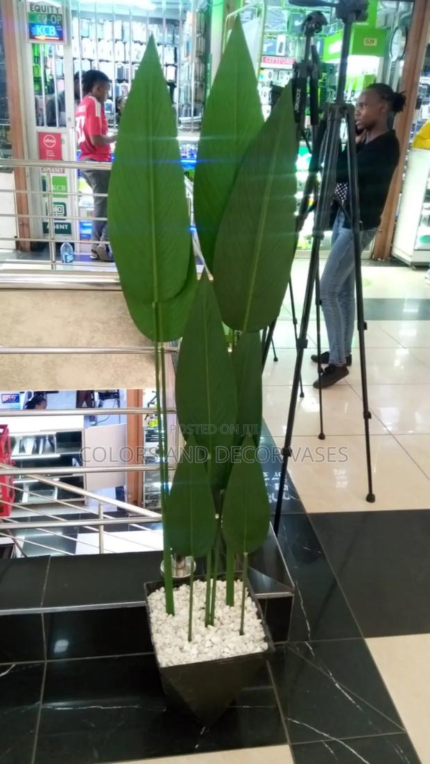 Banana Plant With Vase KSH 