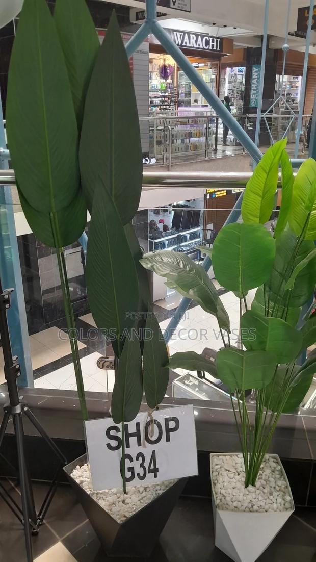 Banana Plants in Stock 1.2m and 1.5m