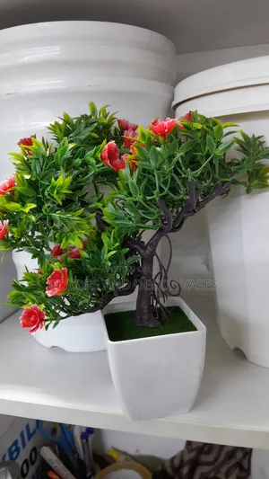Bonsai Unique Available