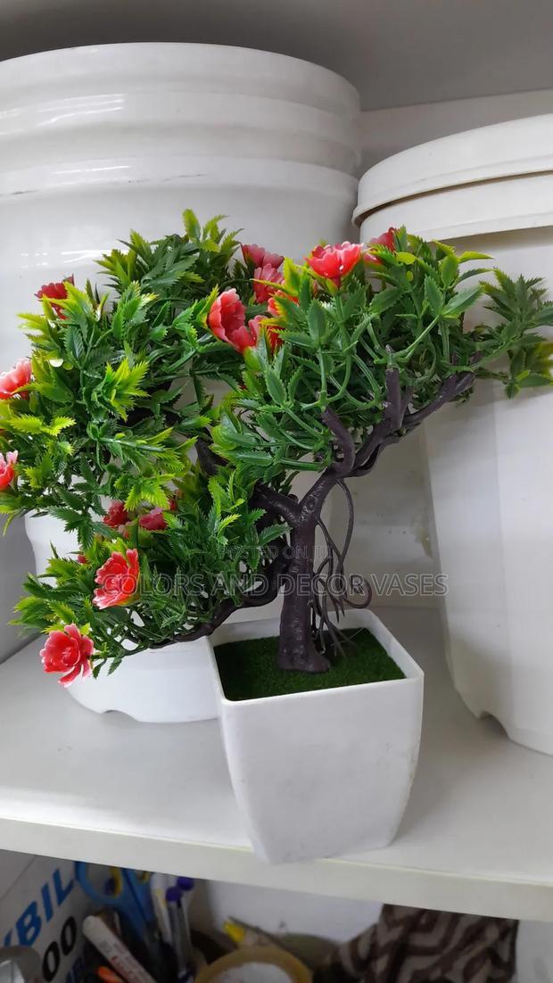 Bonsai Unique Available - main view