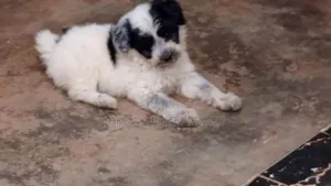 1-3 months Female Purebred Havanese