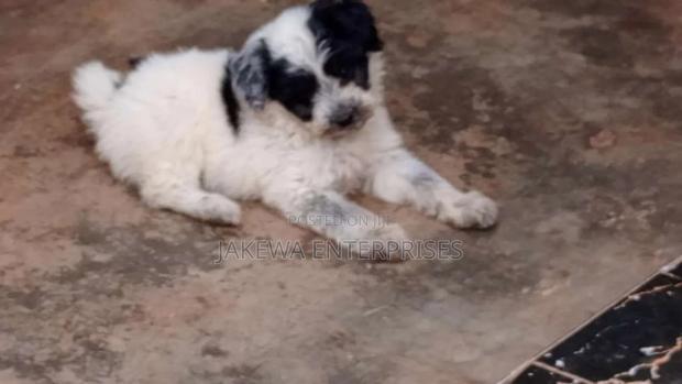 1-3 months Female Purebred Havanese