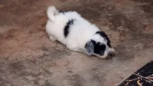 1-3 months Male Purebred Havanese