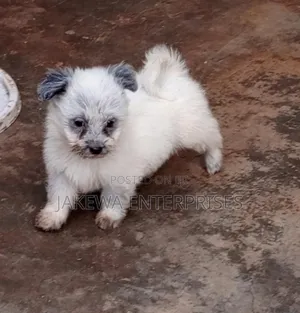 1-3 months Male Purebred Havanese