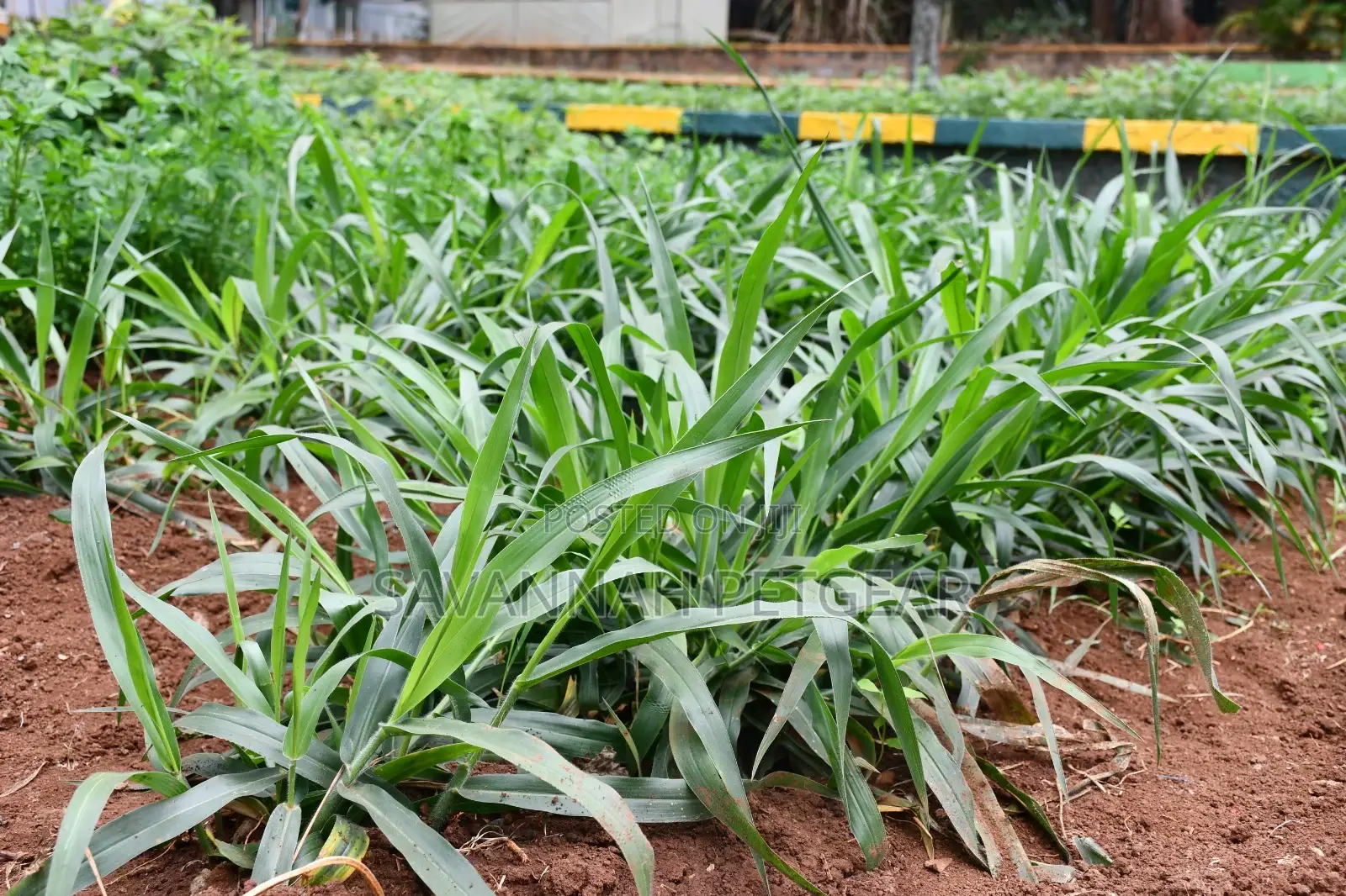 BRACHIARIA HYBRID GRASS - 1 Kg