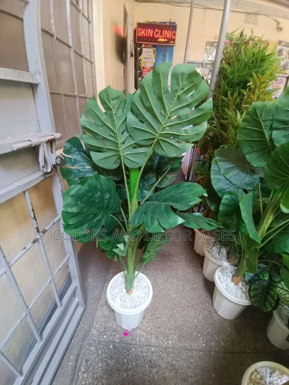 1.2m Monstera With Vase Ksh .