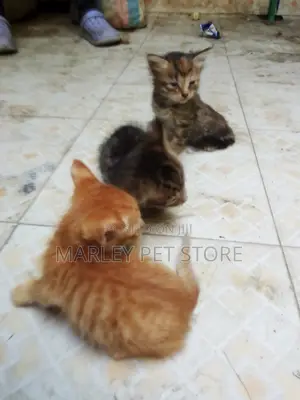 1-3 months Female Mixed Breed American Shorthair