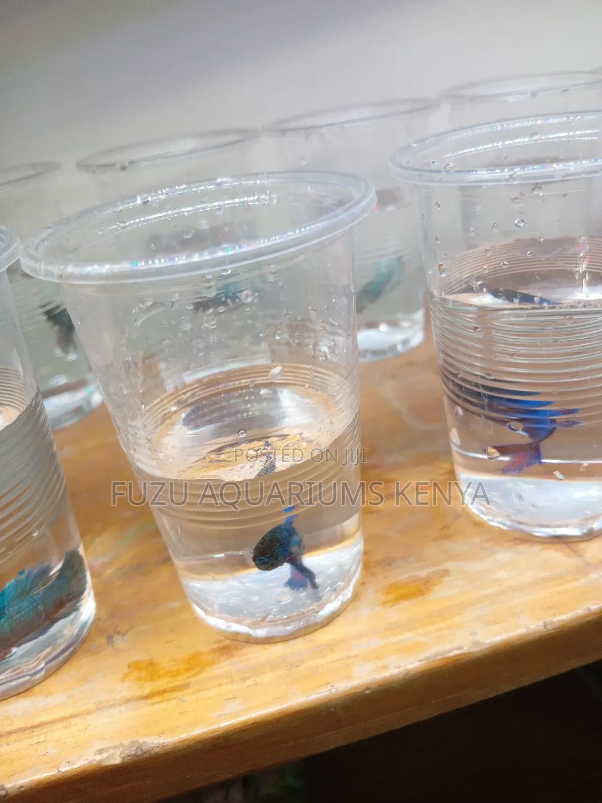 Betta Fish Both Male and Female