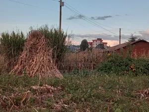 Eldoret Plots