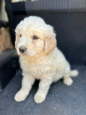 1-3 months Female Purebred Golden Retriever