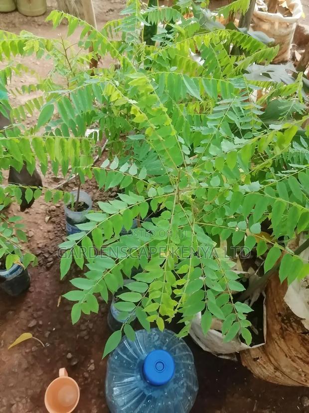 Star Fruit Seedlings - thumbnail 3