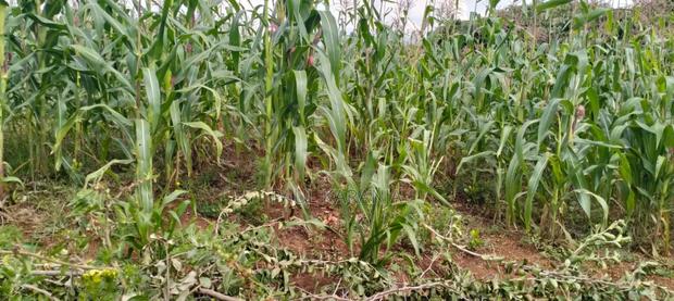 Plots for Sale - main view