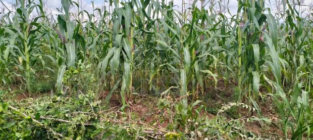 Plots for Sale - thumbnail 2