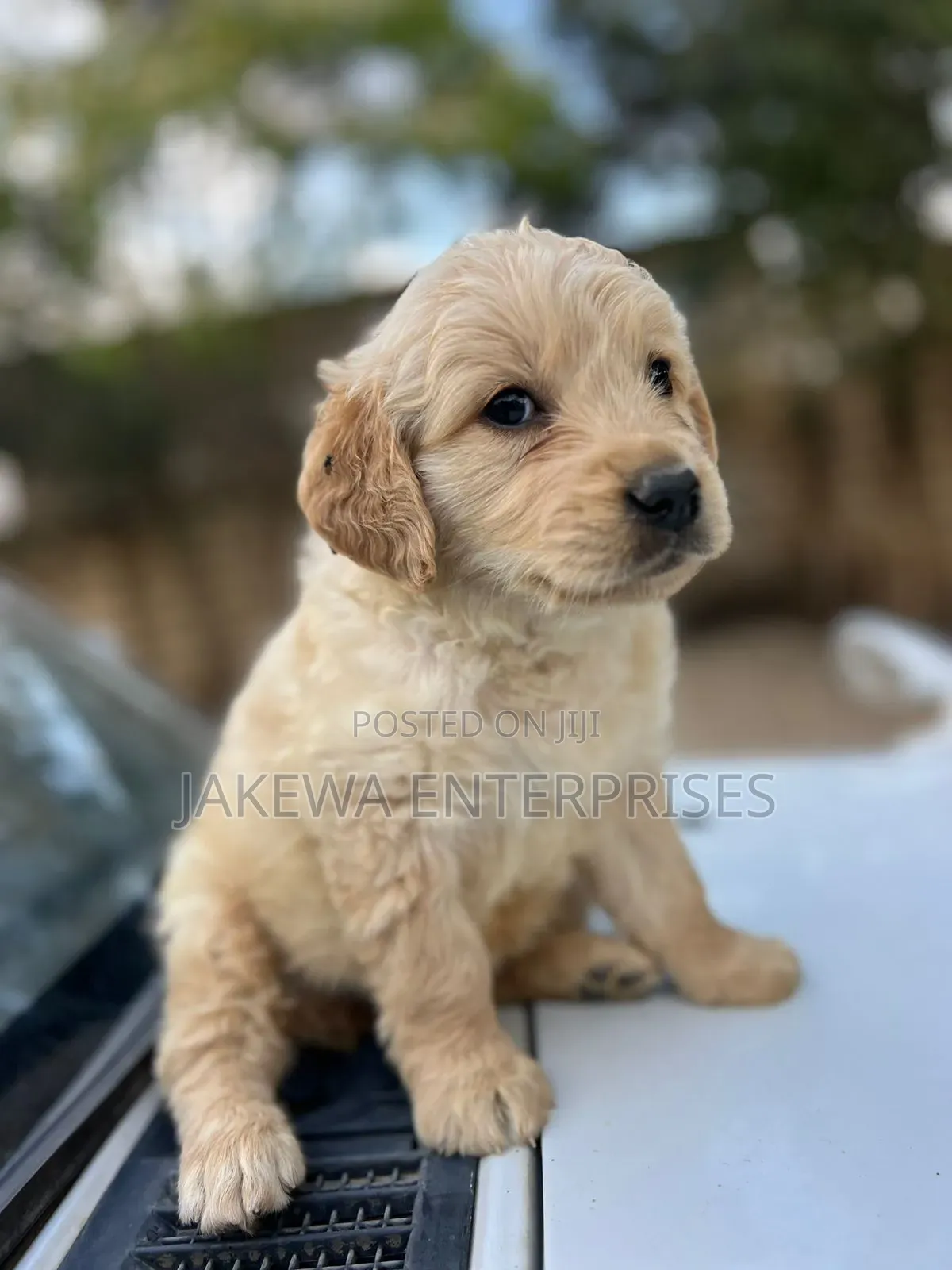 1-3 months Male Purebred Golden Retriever