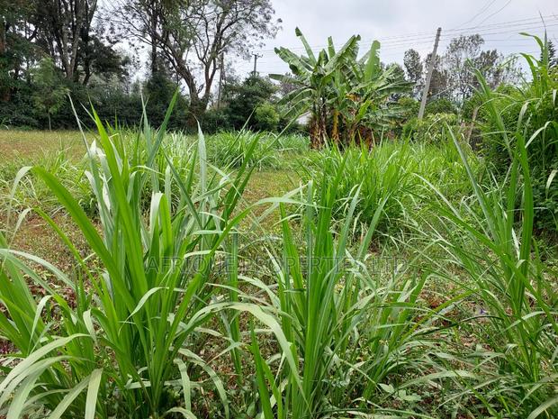 Kiambu Road 1\2 Acre Plot for Sale Opposite Kist - thumbnail 4