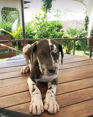 1-3 months Male Purebred Great Dane - thumbnail 2