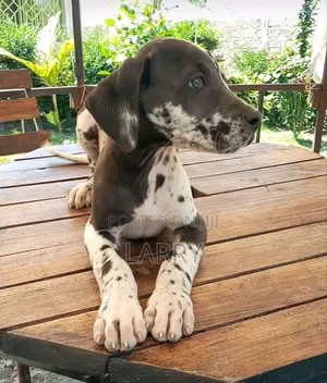 1-3 months Male Purebred Great Dane